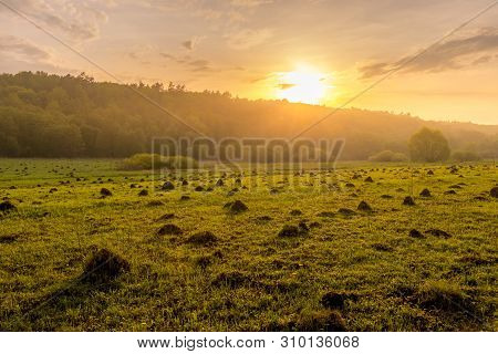 Sunset In A Field With Grass And Willows.