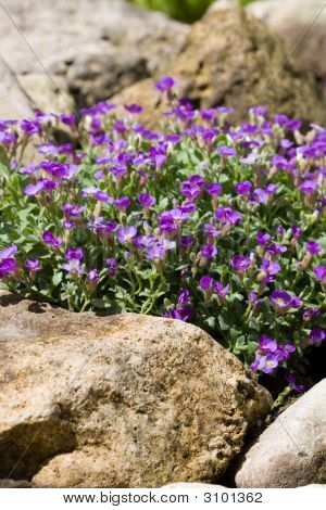 Aubrieta Cultorum entre piedras