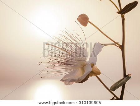 Silhouette Of Capparis Branch On Background Of Morning Sky With Rising Over Sea Sun. Capers Flower I
