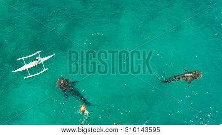 Place To Snorkel And Scuba Drive And Whale Shark Watching, Top View, Oslob, Philippines. Clean Blue 
