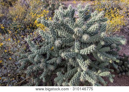Jumping Cactus. Close Up Of A Jumping Cholla Cactus In The Southwest Desert Of Arizona At Saguaro Na
