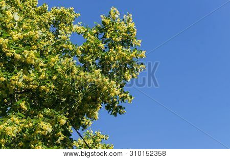 Linden Branches Covered With Medicinal And Honey Flowers.