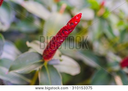 Beautiful Crape Ginger Red Flower (costus Speciosus Smith) In Garden