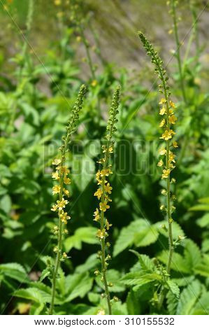 Common Agrimony Yellow Flowers - Latin Name - Agrimonia Eupatoria