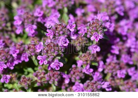 Breckland Thyme Flowers - Latin Name - Thymus Serpyllum