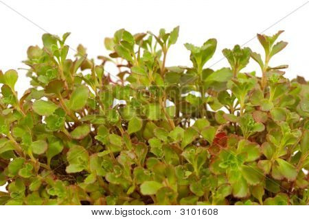 Saxifraga Umbrosa isolato su uno sfondo bianco.