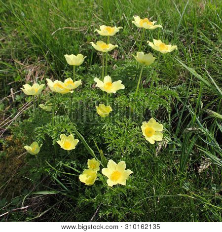 Yellow Alpine Anemone Growing In Obermutten, Switzerland.