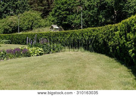 Garden Landscape. Evergreen Hedge Of Juniper And Flowerbed With Lupines, Hosts And Lavender On The G