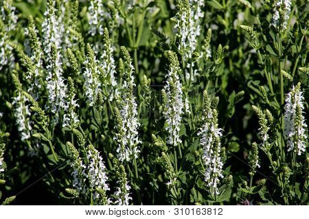 Close-up Of Medicinal Plant White Sage Or Salvia