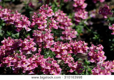 Close-up Of Medicinal Plant Sage Or Salvia Nemorosagarden Variety Of Beautiful Pink With A Yellow Mi
