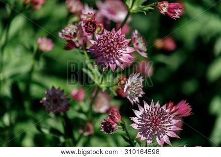 Pink Flowers Are Astrantia Major Cultivar Roma