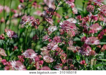 Pink Flowers Are Astrantia Major Cultivar Roma