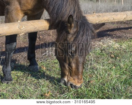 Cllose Up Head Of Ginger Brown Horse Eating Grass On Meadow In Early Spring In Prague Park, Focus On