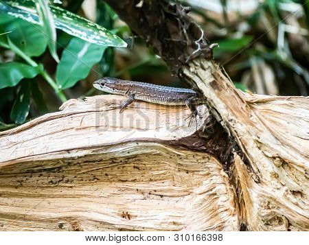 A Japanese Grass Lizard, Takydromus Tachydromoides, Rests On A Log In A Forest In Sagamihara, Japan.