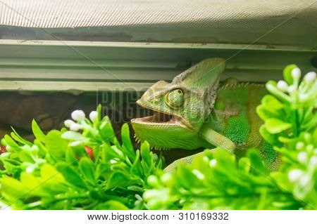 Green Chameleon Head With Open Mouth And Big Eyes