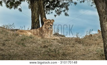 Relaxed Female Lion Resting On The Top Of Small Hillock Surrounded With Dried Grass And A Blue Sky I