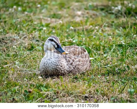An Eastern Spot-billed Duck, Anas Zonorhyncha, Sits In The Grass Of A Japanese Park Near A Large Fou