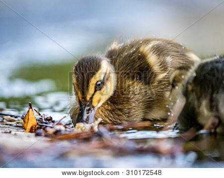 An Eastern Spot-billed Duckling, Anas Zonorhyncha, Waddles Through The Shallows Of A Water Feature I