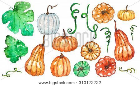 Hand Painted Watercolor Set Of Pumpkin And Leavesisolated  On White Background. Colored Vegetables P
