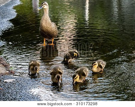 A Family Of Eastern Spot-billed Ducks, Anas Zonorhyncha, Waddle Through The Shallows Of A Water Feat