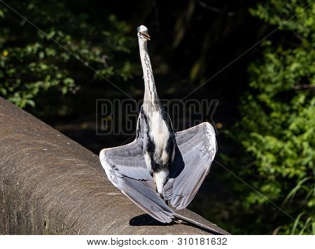 A Gray Heron, Ardea Cinerea Jouyi, Standing With Limp Wings Spread Enjoying The Sun On A Concrete Sp