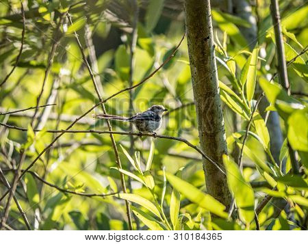 A Japanese Long-tailed Bushtit ,aegithalos Caudatus Trivirgatus, Perches In A Tree While Foraging Fo