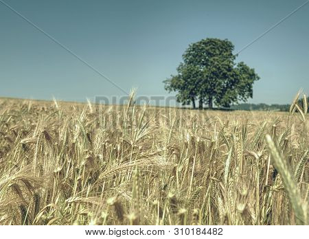 Rich Barley Spikelet In A Large Field, Lime Tree In The Background On The Horizon. Agroculture. Fiel