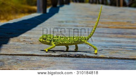 Free Chameleon Walking On Board Path On A Sunny Day