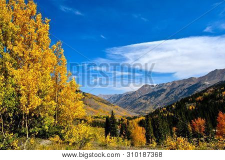 Fall Colors In Colorado In The Uncomphgre Natioal Forest.