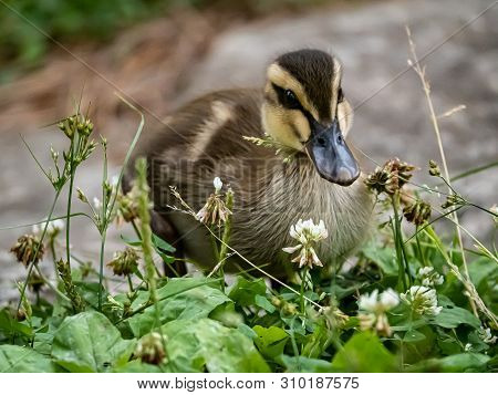 An Eastern Spot-billed Duckling, Anas Zonorhyncha, Picks Through The Grass For Food In A Japanese Pa