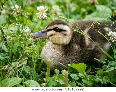 An Eastern Spot-billed Duckling, Anas Zonorhyncha, Picks Through The Grass For Food In A Japanese Pa