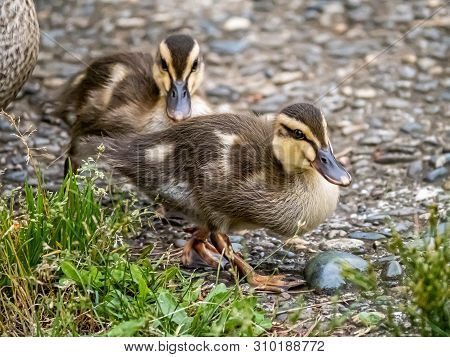 An Eastern Spot-billed Duckling, Anas Zonorhyncha, Picks Through The Grass For Food In A Japanese Pa