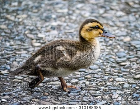 An Eastern Spot-billed Duckling, Anas Zonorhyncha, Walks Along A Foot Path While Picking Through The