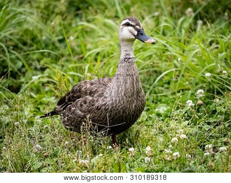 An Eastern Spot-billed Duck, Anas Zonorhyncha, Stands In A Grassy Field In A Japanese Park.