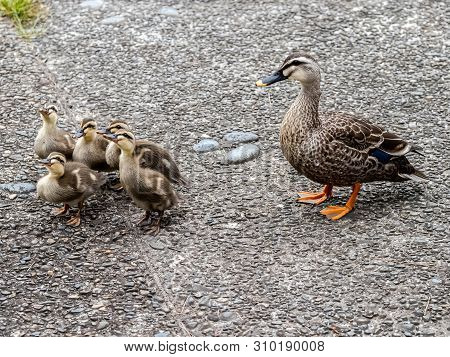 A Family Of Eastern Spot-billed Ducklings, Anas Zonorhyncha, Look Up At A Kind Older Gentleman Who W