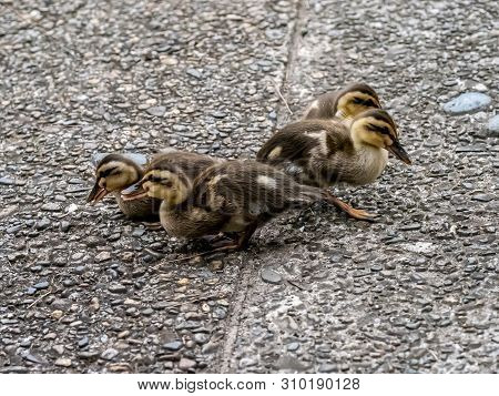 A Family Of Eastern Spot-billed Ducklings, Anas Zonorhyncha, Look Up At A Kind Older Gentleman Who W