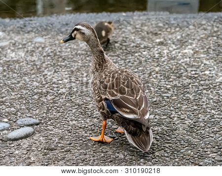 A Family Of Eastern Spot-billed Ducklings, Anas Zonorhyncha, Look Up At A Kind Older Gentleman Who W
