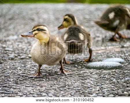 A Family Of Eastern Spot-billed Ducklings, Anas Zonorhyncha, Look Up At A Kind Older Gentleman Who W
