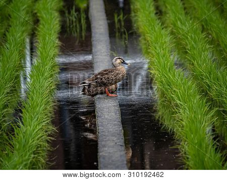 An Eastern Spot-billed Duck, Anas Zonorhyncha, Standing In A Japanese Rice Field In Kanagawa, Japan.