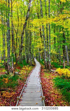 Jesup Trail With Autumn Colors And Red Leaves Beside Trail  In Acadia National Park