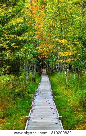 Jesup Trail With Autumn Colors In Acadia National Park