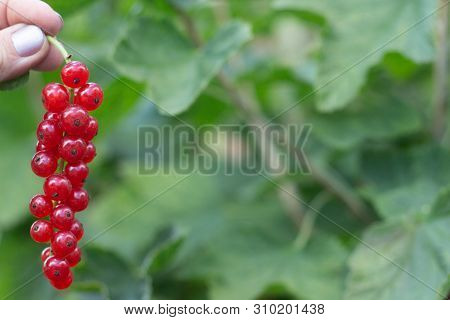 Juicy Fresh Ripe Berries Of A Red Currant On A Branch, Closeup, Soft Focus. Berries Redcurrant With 
