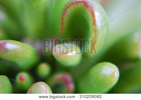 Macro Shot Of Crassula Ovata (gollum Jade).