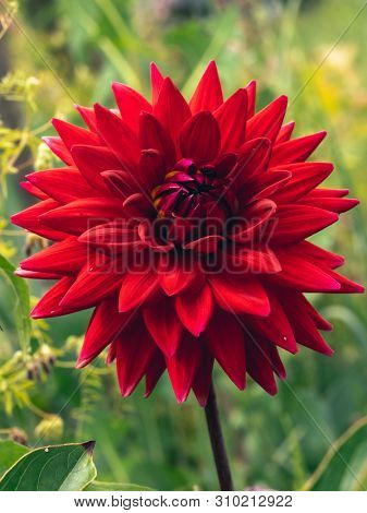 Closeup shot of Dark red dahlia flower head