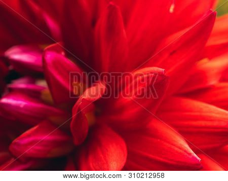 Closeup shot of Dark red dahlia flower head