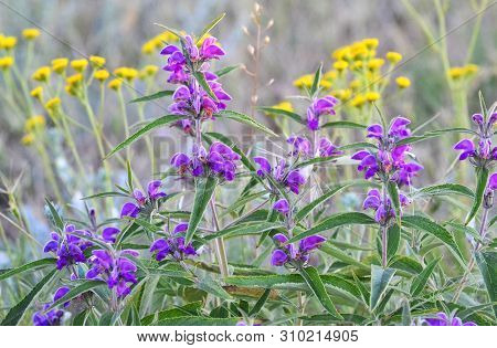 Field Meadow Flowers Of Purple, Summer, Spring, Nature, Landscape Or Screensaver For Your Desktop.