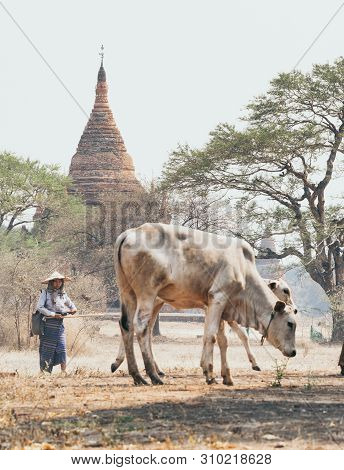 Bagan, Myanmar - March 2019: Shepherd Grazing A Gaunt Cow Through The Dry Field With Temples And Pag