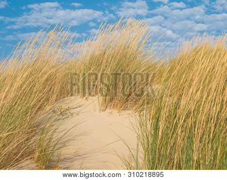 Dune With Beachgrass In Front Of Blue Sky With Clouds