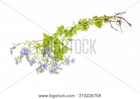 Blue Veronica Flower Isolated On White Background