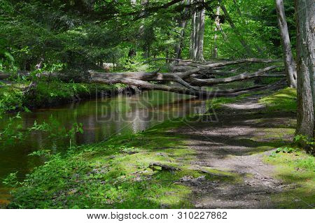 Path Along Creek At Pj Hoffmaster State Park, Muskegon,  Michigan